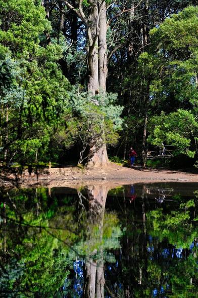 Reflection of a beech tree in lake Sanitarium Mount Macedon Victoria Australia