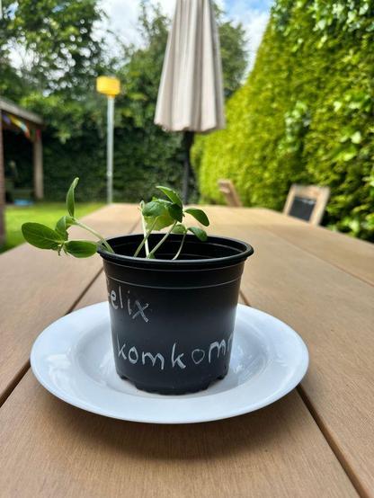 Picture of a sprouting plant (hopefully is a cucumber sprouting), in a black plastic little pot.