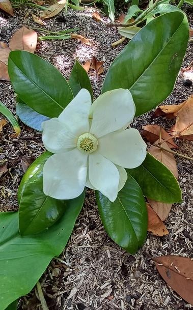 Fleur de magnolia