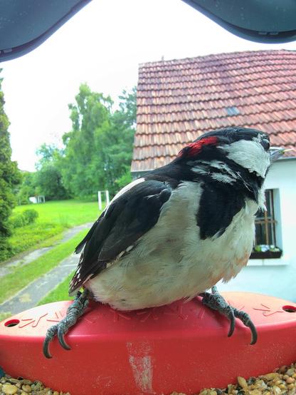 Buntspecht im Futterhäuschen