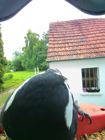 Buntspecht im Futterhäuschen