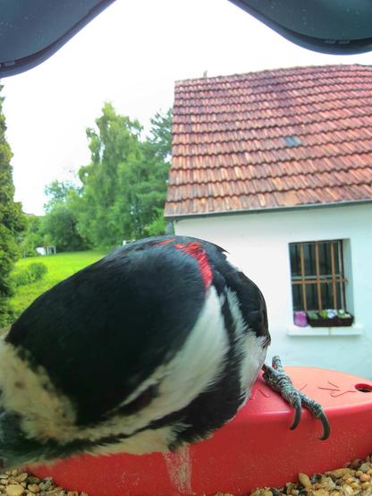 Buntspecht im Futterhäuschen