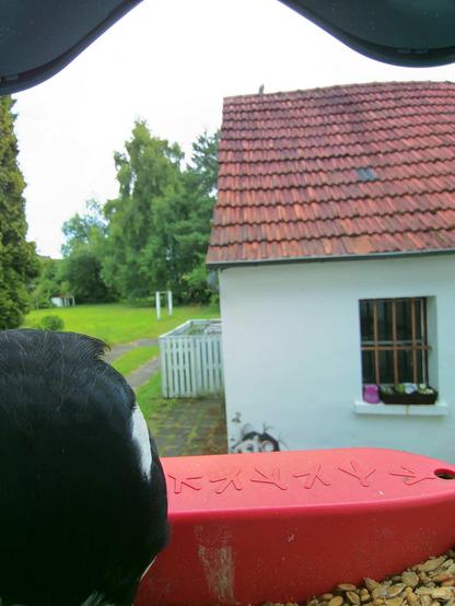 Buntspecht im Futterhäuschen
