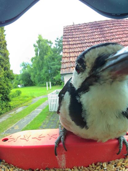 Buntspecht im Futterhäuschen