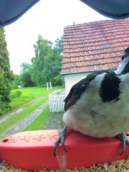 Buntspecht im Futterhäuschen