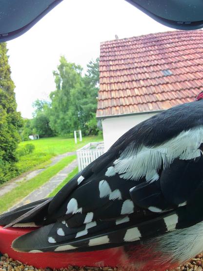 Buntspecht im Futterhäuschen