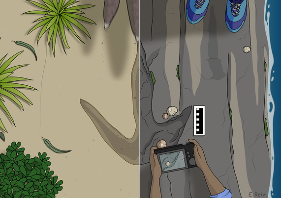 A drawing of a top-down view of a landscape divided into two vertical panels, with a large, three-toed footprint in the centre shared across both views. The left panel shows a sandy floodplain with bushes, and the receding foot that created the footprint. The right panel shows seawater lapping and molluscs growing in and around the fossil footprint, with running shoes and a person holding a camera to take a photo of the footprint, with a scale bar beside it