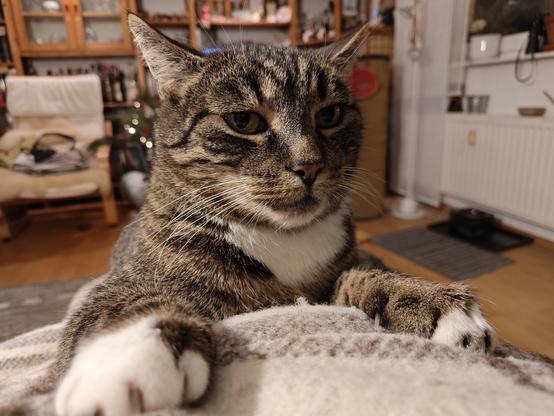 Kater Boomer mit seinem 'ich bin der Präsident aller Katzen' Gesichtsausdruck. Ungeschminkt, nicht Orange und mit klarer Aussprache. Meow. 