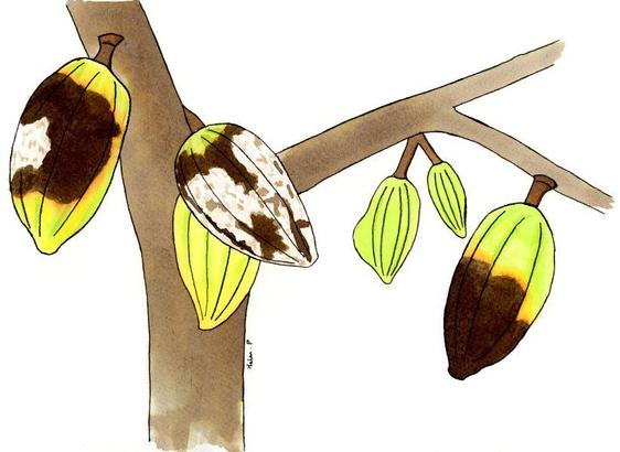 A picture of a cacao plant, with six fruit pods. One juvenile pod is deformed, and three large pods have black zones of necrosis, with white fuzzy areas representing fungal sporulation.