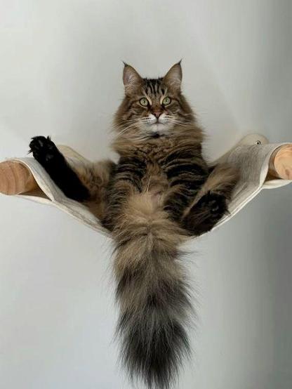 ALT

La imagen muestra un gato de raza Maine Coon, conocido por su pelaje largo y espeso, sentado cómodamente en una hamaca colgante. El gato tiene un pelaje predominantemente marrón con rayas negras y manchas más oscuras, y su cola es larga y espesa, con un color que varía del marrón al negro. Sus ojos son de un color verde intenso, y su expresión es tranquila y observadora. La hamaca está sujeta a una pared blanca, lo que resalta el pelaje del gato. Las patas del gato están relajadas, con las patas delanteras extendidas hacia arriba y las traseras apoyadas en la hamaca. El fondo es sencillo y neutro, lo que permite que el gato sea el centro de atención.