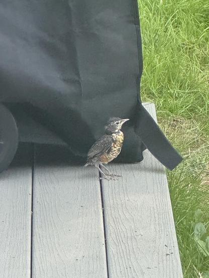 Baby robins standing on deck