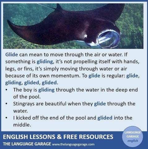 English water verbs, examples with glide, image of a manta ray gliding in the ocean