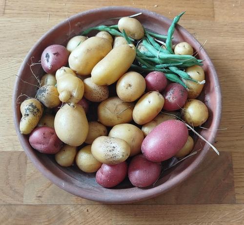 Sur le sol en bois est posé une assiette plastique brune dans laquelle sont placées des patates beiges et rouges ainsi que quelques haricots princesses.