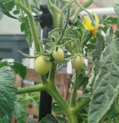 Zoom sur 3 petites tomates qui apparaissent.
Elles sont au centre de l'image, avec une fleur sur la droite en haut et entourées de feuilles vertes.