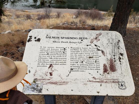 Ranger Sarah learns about the Salmon Spawning Beds located down streak from the dam. Here Red Kokanee Salmon spawn and birds of prey collect here in August to feed on them.
— at Helena-Lewis and Clark National Forest
