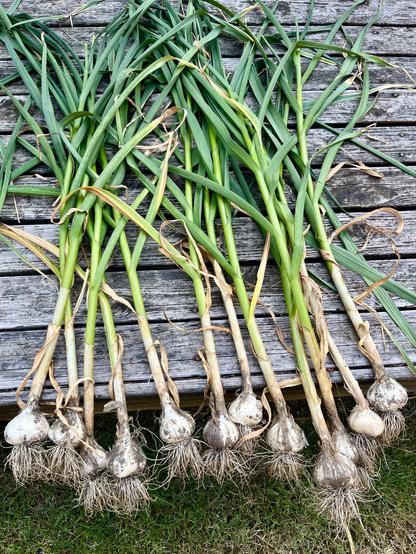Twelve garlic plants, bulbs, stems, roots and all, laid on a wood deck after being pulled from the ground. The bulbs and roots are white, tge stems and leaves green and yellow. They’re nice, big bulbs.