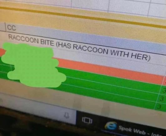 Hospital computer screen

Raccoon bite (has raccoon with her)