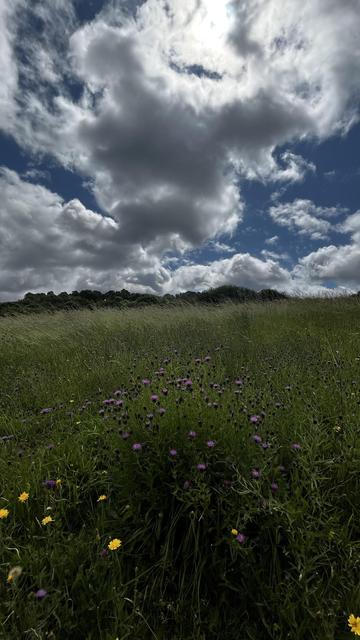 A different view of the field of wildflowers, including Buttercups this time.