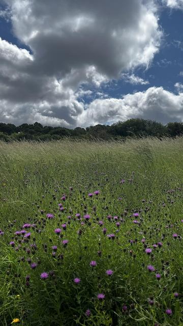 A field with wildflowers in it, in the distance trees can be seen.  The sun is hidden behind the clouds making the sky look slightly dramatic.