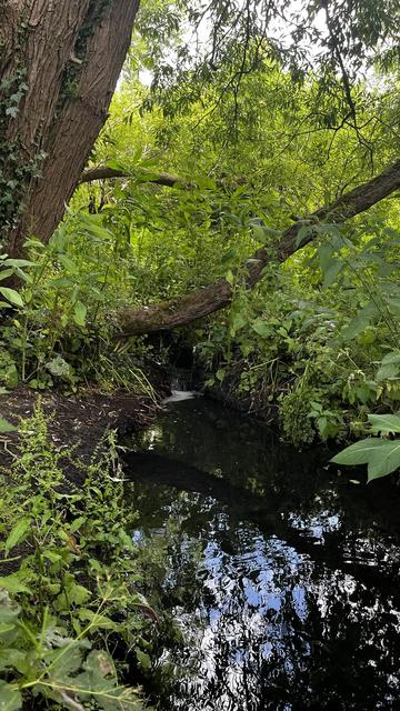 A small waterfall in a quiet brook, surrounded by lush green foliage.
