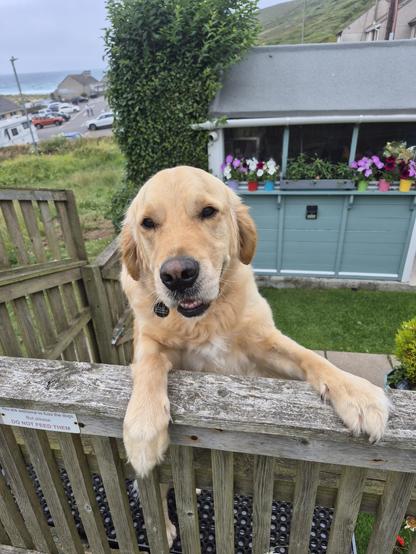 A golden retriever on the other side of a low wooden fence. He's on his back legs with his front paws up on the fence and it looks like he's smiling. In the background is small garden shed with flowers outside and in the very far distance top left is the sea