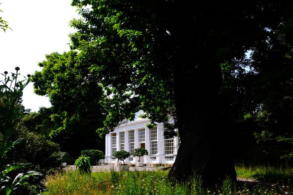 Most of the image is taken up by a large horse chestnut tree. Its trunk is to the right and the branches and leaves fall either side. between the trunk and branches in the the centre is the facade of a white building. Seven of eight stone pillars are visible, with the doorway in the centre and floor to ceiling windows with small panes in between the pillars. In front of the orangery stand two potted orange trees. Below the tree is a native wild flower meadow and in the border several exotic plants.