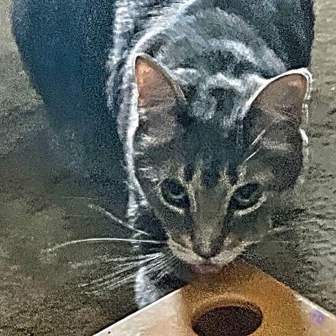 An extreme zoon shot of a gray tabby cat looking up from the corner of a wooden puzzle box, pink tongue starting to come out to help with the treats. Everything is fuzzy from low light, from behind.