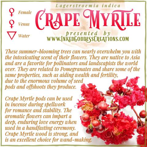 A sprig from a crape myrtle tree is in the bottom right corner. It features bright red flowers, and seed pods. The graphic includes crape myrtle's metaphysical correspondences, some trivia about it, and ways to use it in your magickal practice. Presented by Inked Goddess Creations.