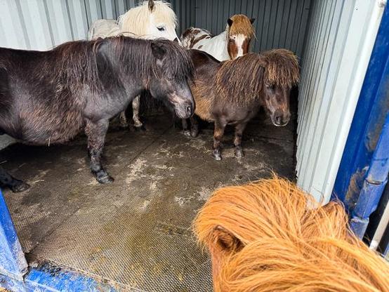 Shetland ponies being mean