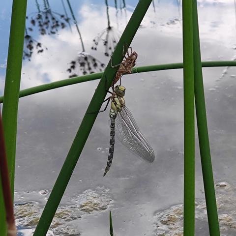 A dragonfly that just hatched . It's nymph exoskeleton still there