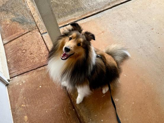 Bailey, a Shetland Sheepdog, waits to come inside the house.