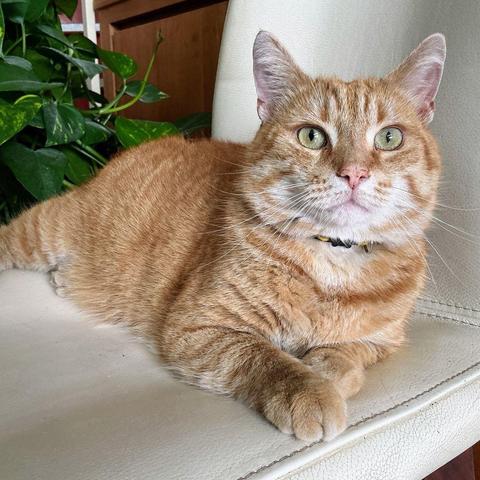 A red cat, lounging on a white leather chair. He's looking into the camera.