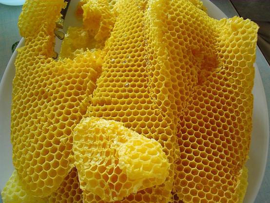 Das Bild zeigt natürlichen Wabenbau eines Bienenvolkes.