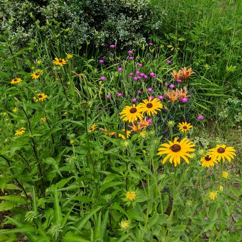 A photo showing yellow rudbeckia, pink lychnis, orange or peach lilies, and some cone flower buds. There is a euonymus in the upper left, and cut leaf coneflower in the upper right.