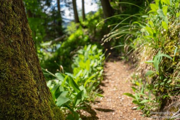 A beautiful scene of a trail winding through a lush green forest is captured in this image. The forest is dense with various types of vegetation, including tall trees, shrubs, and grass. The dominant colors are shades of green, creating a serene and tranquil atmosphere. The image portrays a sense of adventure and exploration, inviting viewers to immerse themselves in the natural beauty of the outdoors. The trail leads deeper into the forest, disappearing around a bend, enticing the observer to …