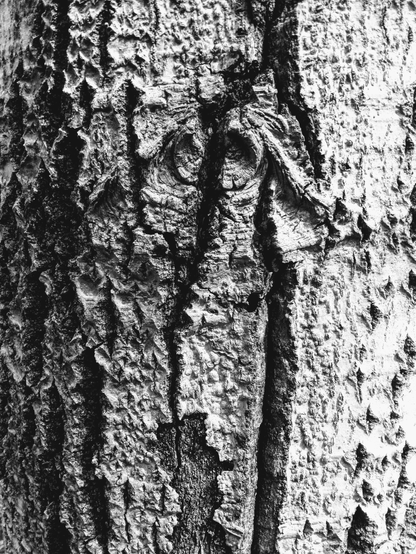 black and white close up photography of tree bark