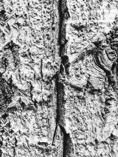 Black and white close up photography of tree bark texture.