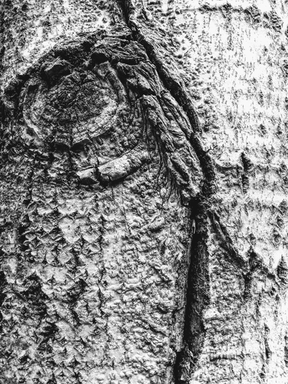 Black and white close up photography of tree bark texture.