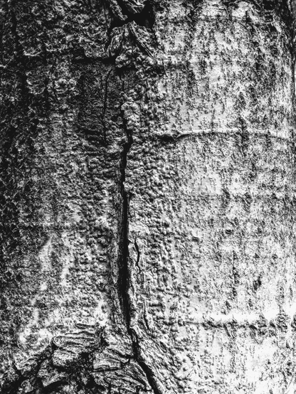 Black and white close up photography of tree bark texture