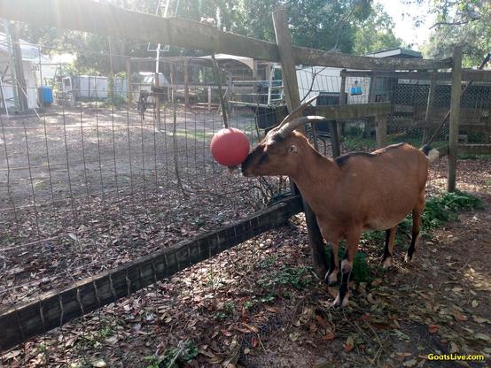 A brown goat with horns and tiny ears is playing with a red ball that has a rope passing through it and tied to the top rail of her fence. Goats, like all intelligent animals enjoy playing. 