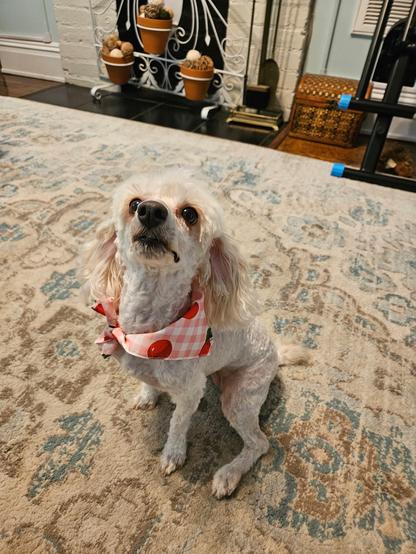 Freshly groomed little white dog looking up towards someone off camera. The dog is also wearing a cute bandana.