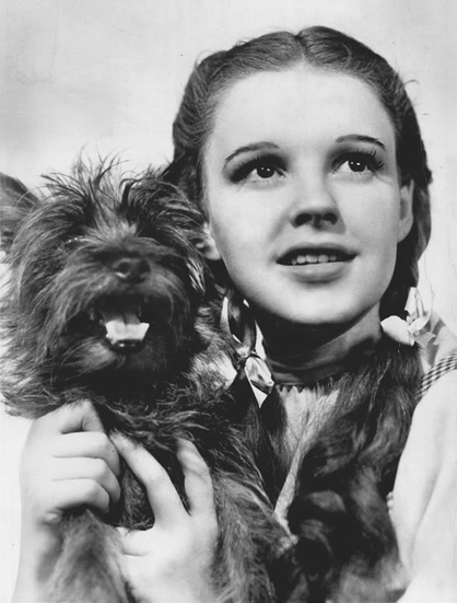 Terry (November 17, 1933 – September 1, 1945) was a female Cairn Terrier performer who appeared in many different movies, most famously as Toto in the film The Wizard of Oz (1939). 