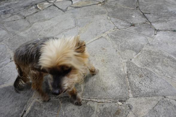 Terrier