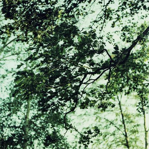 Branches on a tree with green leaves. Very blurry background with other trees and pastel blue sky.
