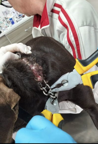 Max was found with a rusted metal chain embedded in his neck infected and cutting into his skin. Despite the pain, he’s gentle, trusting, and full of love. 🥹 He survived  unimaginable cruelty.Now he needs us.Max needs 2–3 urgent surgeries to heal. Vet costs are estimated at $2,000. We’re calling on queers, allies, and animal lovers to help us show Max what real love looks like.