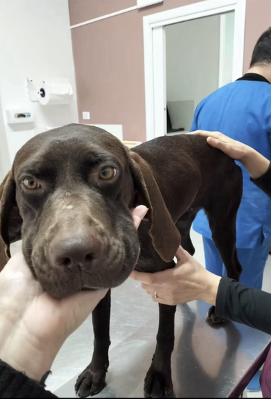 Max was found with a rusted metal chain embedded in his neck infected and cutting into his skin. Despite the pain, he’s gentle, trusting, and full of love. 🥹 He survived  unimaginable cruelty.Now he needs us.Max needs 2–3 urgent surgeries to heal. Vet costs are estimated at $2,000. We’re calling on queers, allies, and animal lovers to help us show Max what real love looks like.