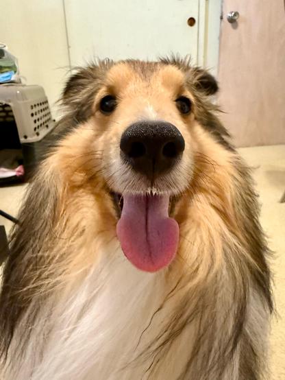 A close up photo of Bailey, a Shetland Sheepdog, tongue hanging out.