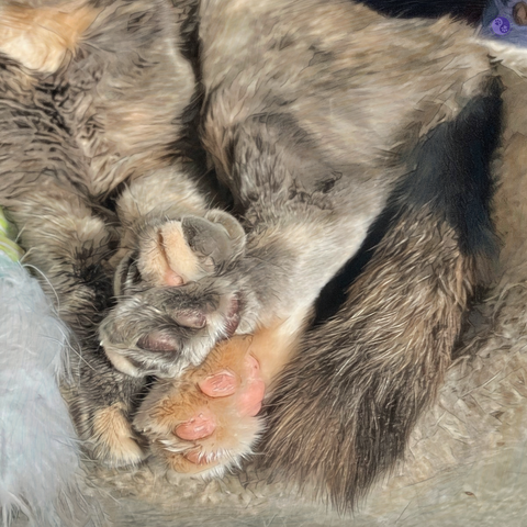 Close up of a cat's four stacked paws at the bottom of the cat trough in pale beige carpet, while her tail and chest with a white splash for a backdrop, illustrating Because of the Fluffy. 