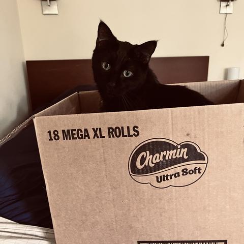 a black cat sits in a box and looks out at us