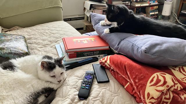 two cats lounging in a living room couch area: a fluffy tuxedo and a white cat with black markings 